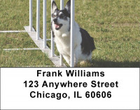 Corgi Dog Address Labels | LBEVC-45